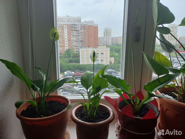 Спатифиллум