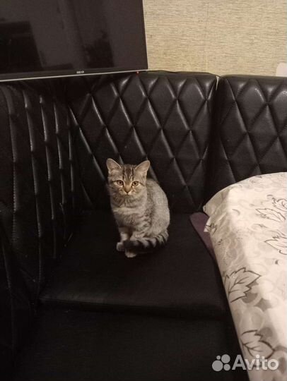 Отдам в добрые руки