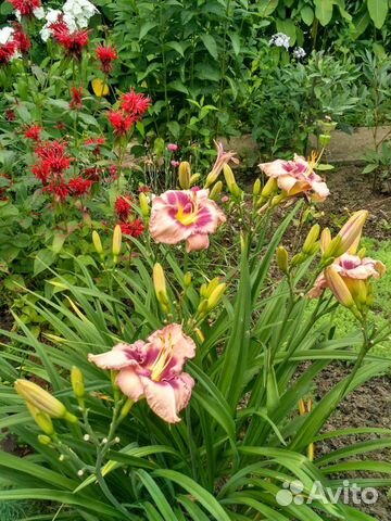 Лилейник сортовые