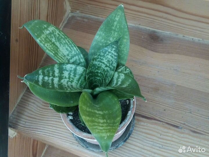 Сансевиерия ханни