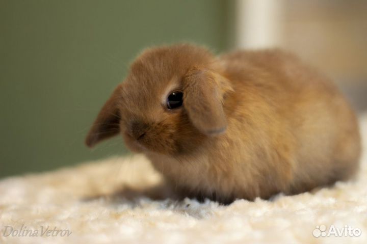 Минилопы шоколадные тюрины