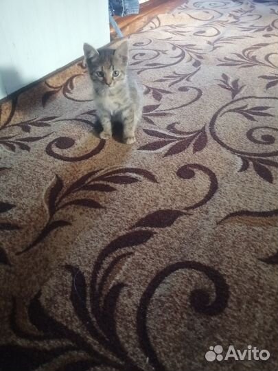 Кошки в добрые руки бесплатно