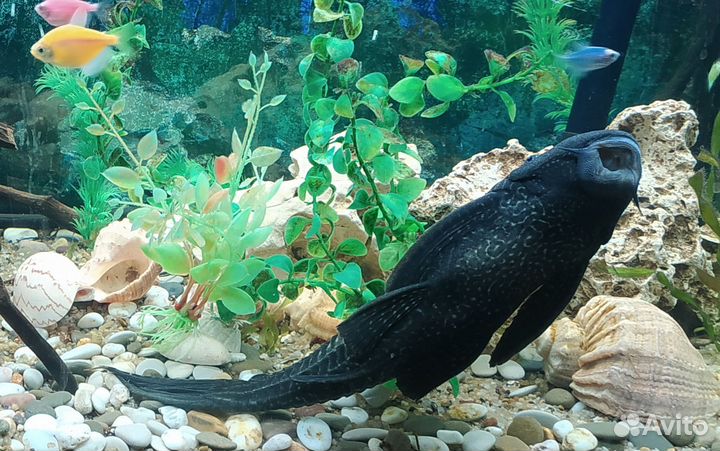 Птеригоплихт (Парчовый сом)