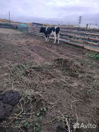 Быки на племя