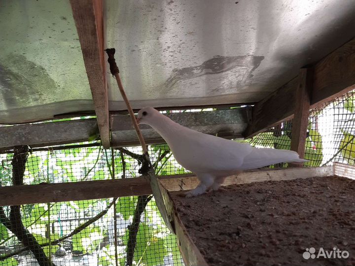 Бакинские голуби