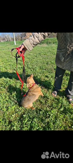 Собака мелкая девочка