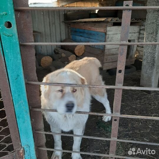 Кобель для вязки