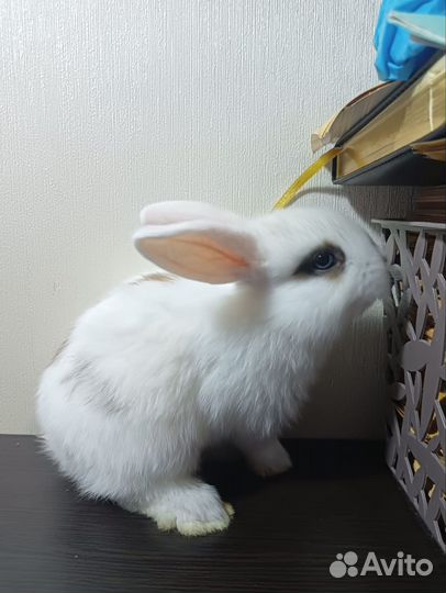 Декоративные кролики вислоухие