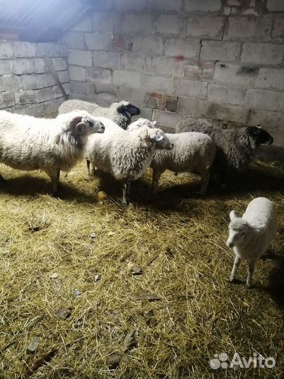 Овцы бараны ягнята