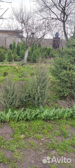 Можжевельник скальный