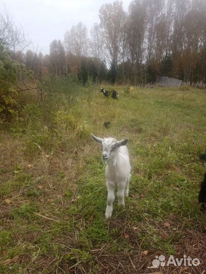 Коза нубийская