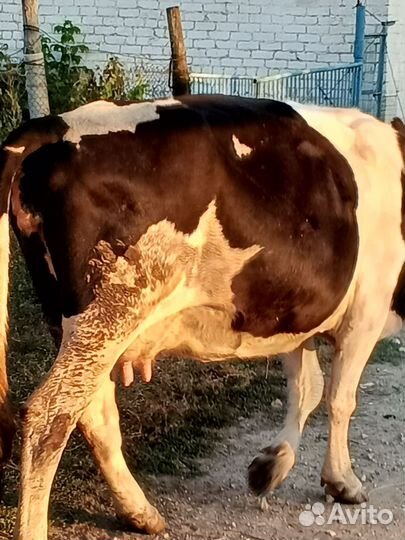 Первотёлка