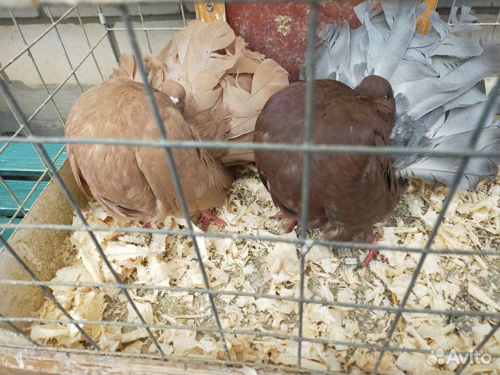 Голуби павлины