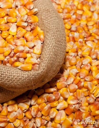 Кукуруза