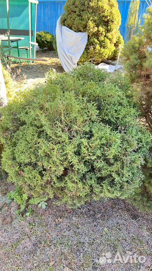 Туя шаровидная размер 1м на 1 м приблизительно