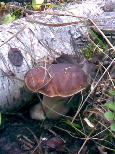 Участок 8 сот. (ИЖС)