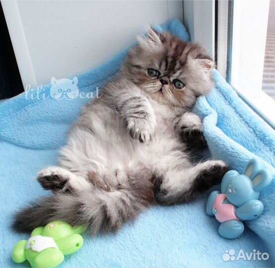 Персидская