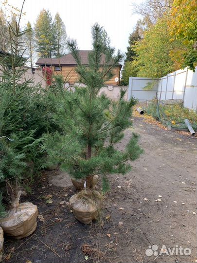 Продажа саженцев деревьев сосна, елка