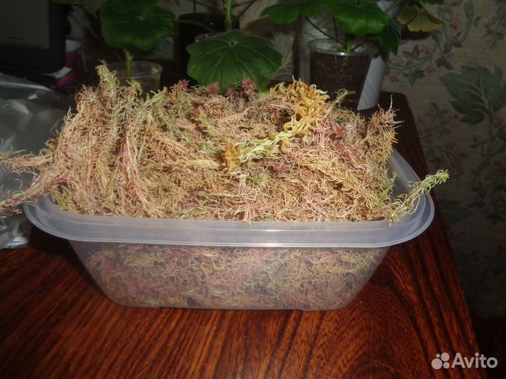 Мох сфагнум (Магелланский)