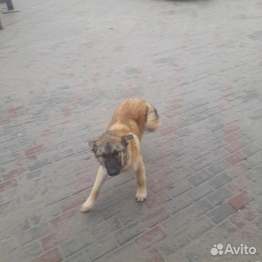 Отдам в добрые руки щенка