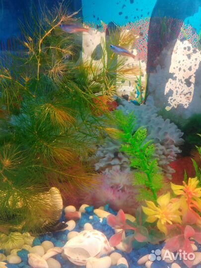 Аквариумные рыбки