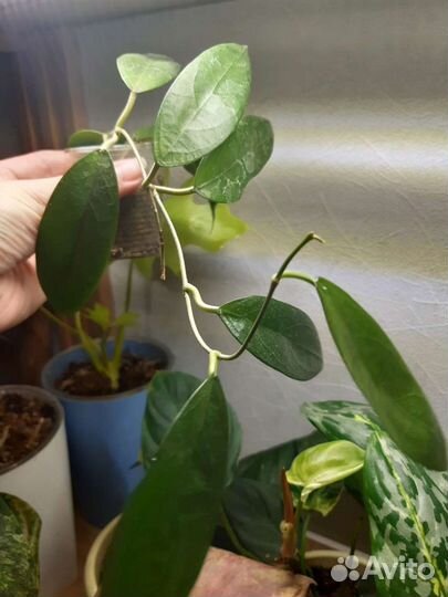 Дисхидия хойя