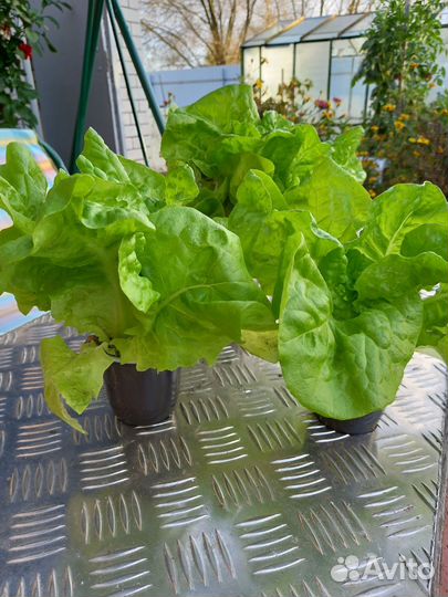 Салат листовой и чеснок