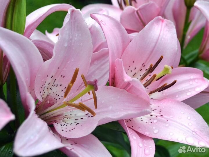 Лилейники. Лилии