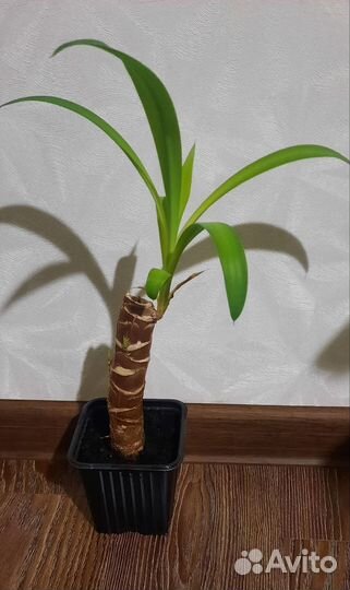 Пальма юкка