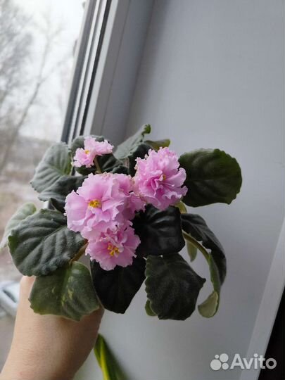 Фиалки Комнатные цветы