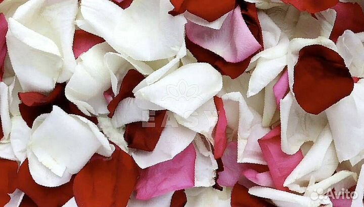 Лепестки роз для мероприятий