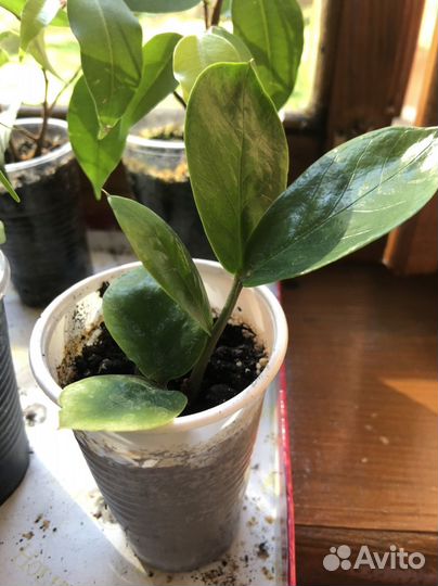 Замиокулькас