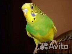 Продам волнистых попугаев,самки