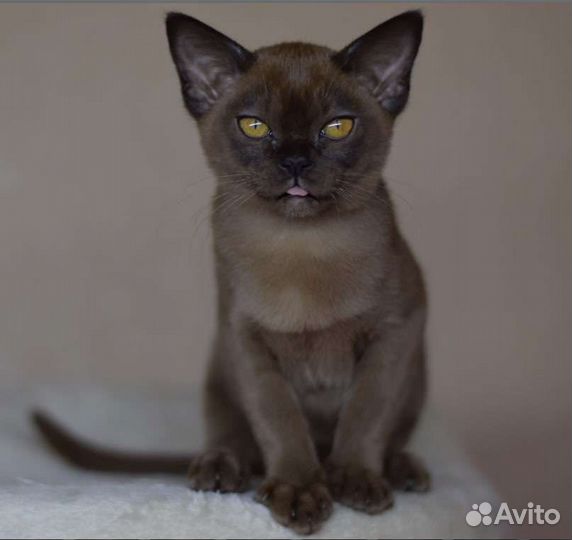 Бурманские котята