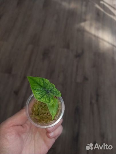 Алакозия жаклин