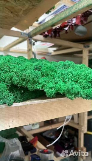 Панели из стабилизированного мха