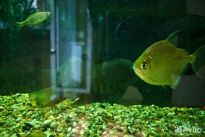 Северум, Данио малабарские и 2 метинниса по 12 -13