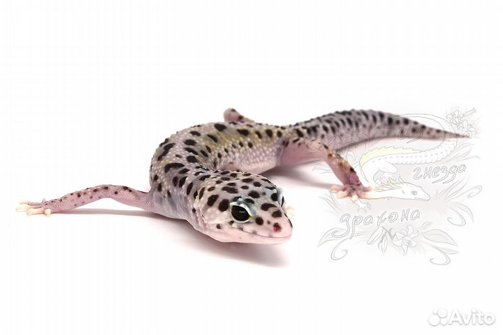 Эублефары (леопардовые гекконы)