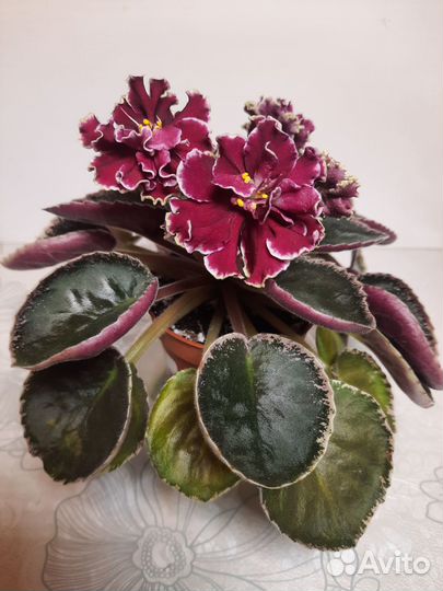 Фиалки цветущие