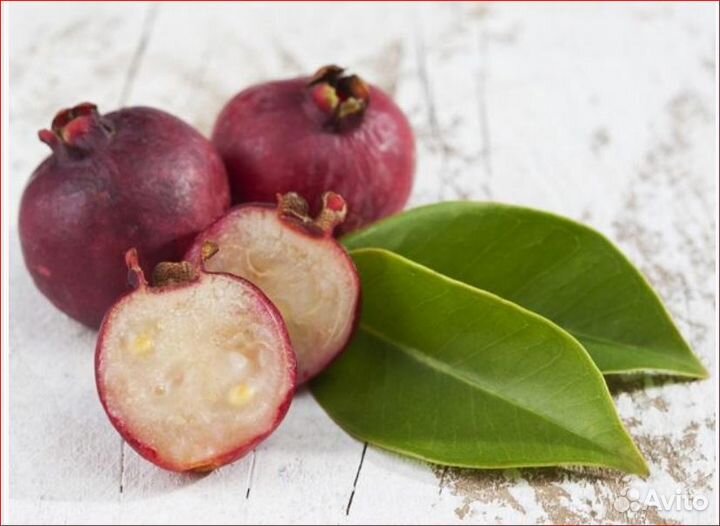 Psidium cattleianum (Земляничная гуава)