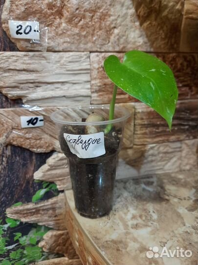 Монстера тайское созвездие