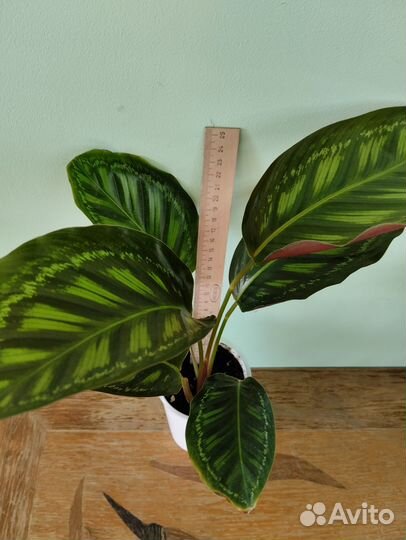 Калатеи: Марион и Флейм Стар