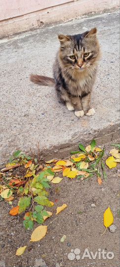 Котик с грустными глазами