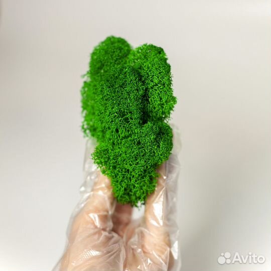 Декоративный мох 100 гр