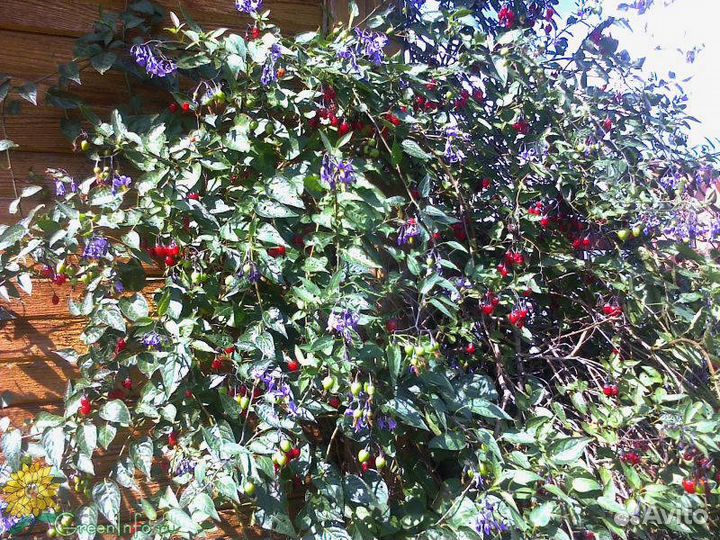 Виноград девичий,виноград съедобный,хмель и др