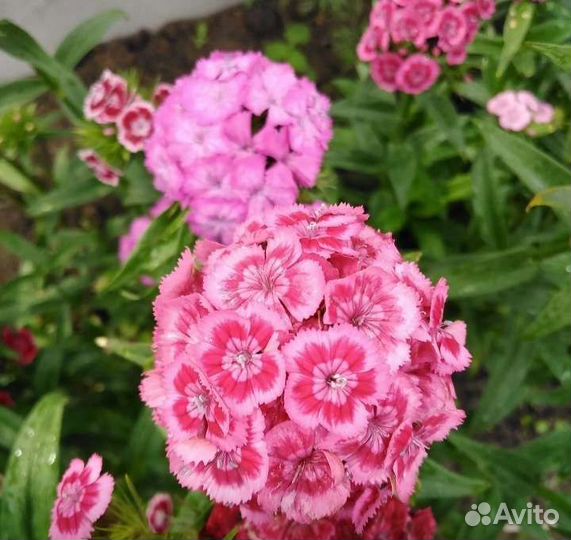 Турецкая гвоздика