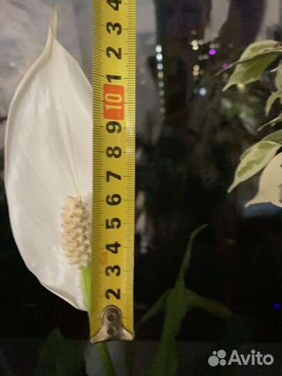 Спатифиллум