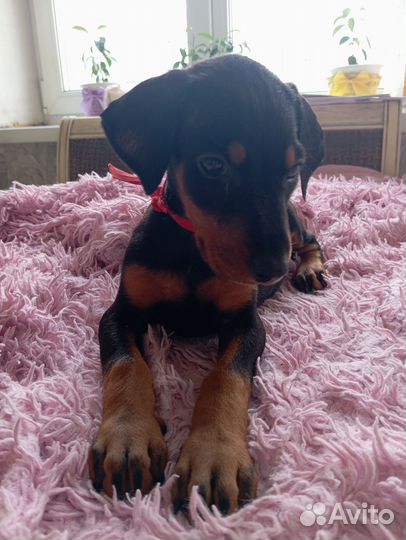 Щенки добермана