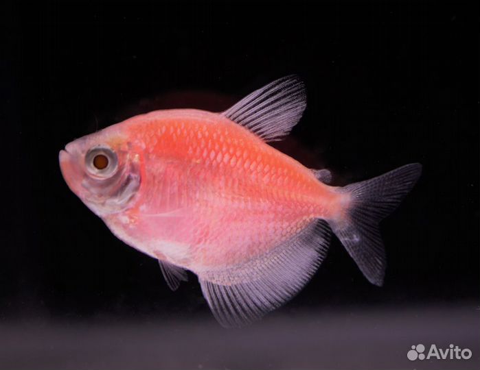 Тернеция гло