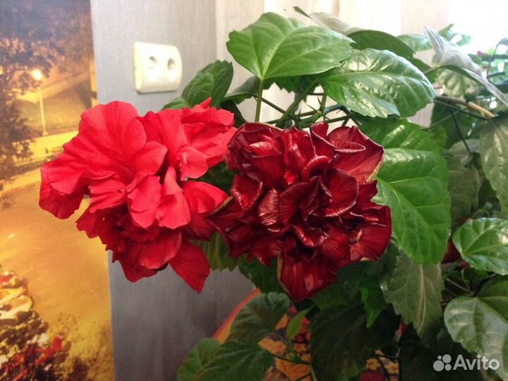 Розан махровый